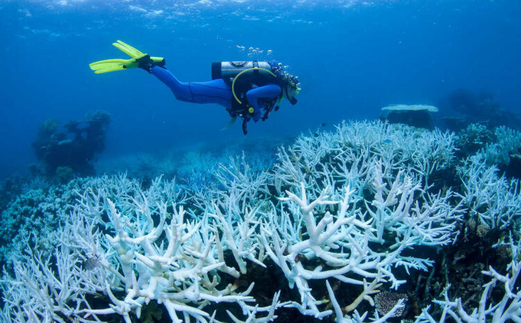  Coral Bleaching